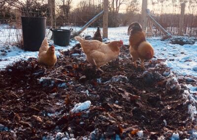 De kippen helpen in de tuin