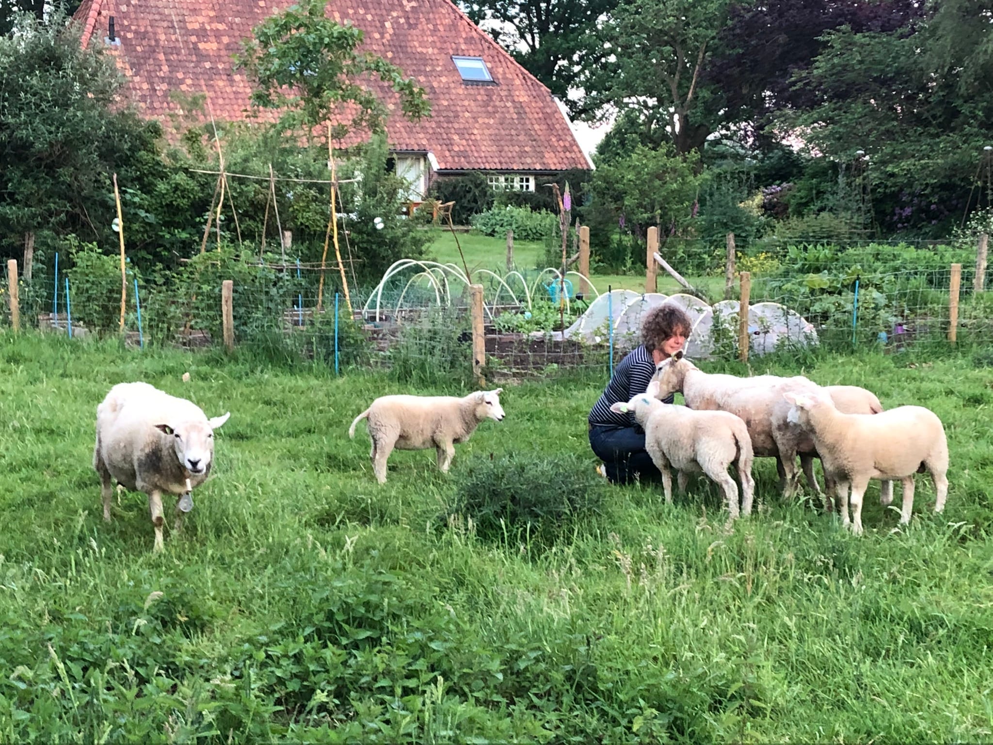 De schapen De schapen